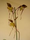 Paphiopedilum Yang-Ji Apple (philippinense x anitum) Ching Hua Orchids 